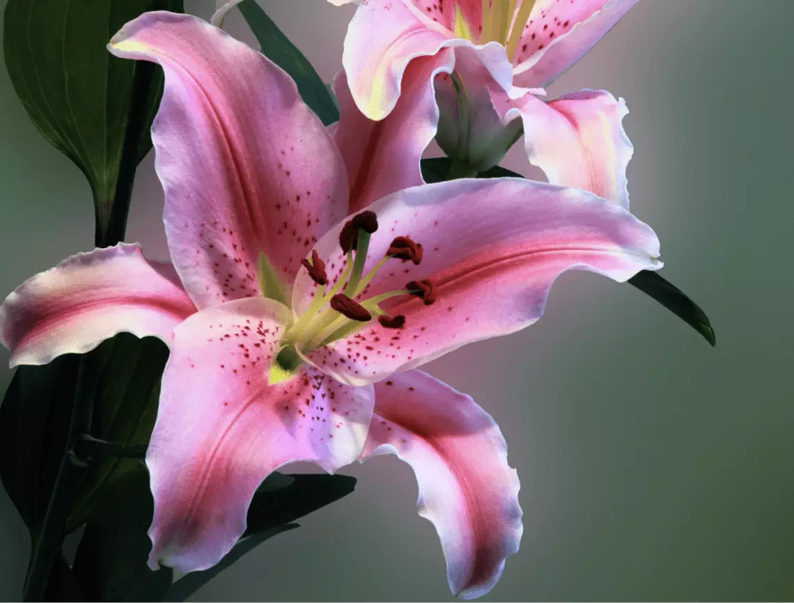 image12 How to create watercolor flowers - Lettering Daily