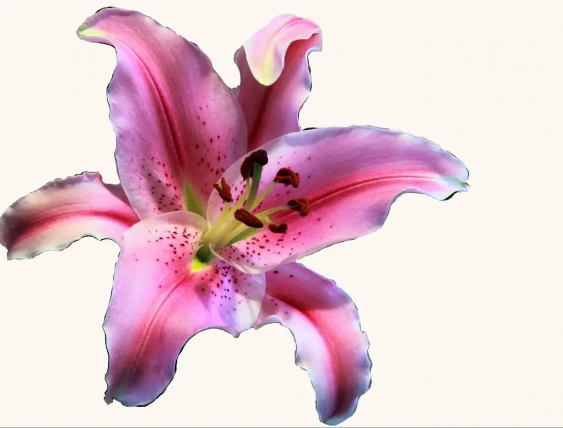 image29 How to create watercolor flowers - Lettering Daily